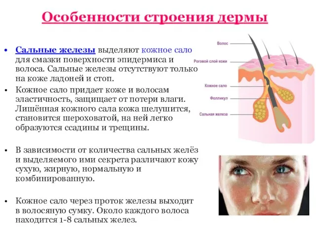 Особенности строения дермы Сальные железы выделяют кожное сало для смазки поверхности эпидермиса