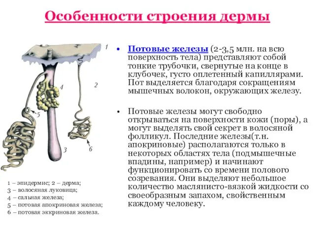 Особенности строения дермы Потовые железы (2-3,5 млн. на всю поверхность тела) представляют