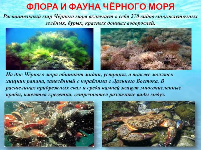 ФЛОРА И ФАУНА ЧЁРНОГО МОРЯ Растительный мир Чёрного моря включает в себя