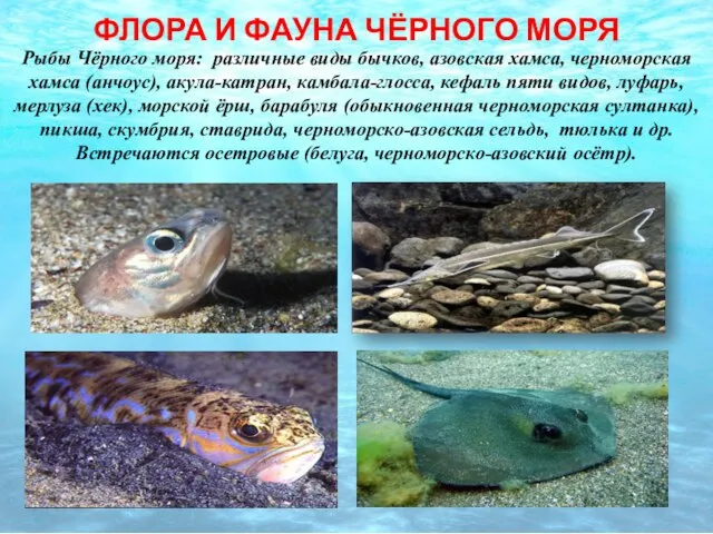 ФЛОРА И ФАУНА ЧЁРНОГО МОРЯ Рыбы Чёрного моря: различные виды бычков, азовская