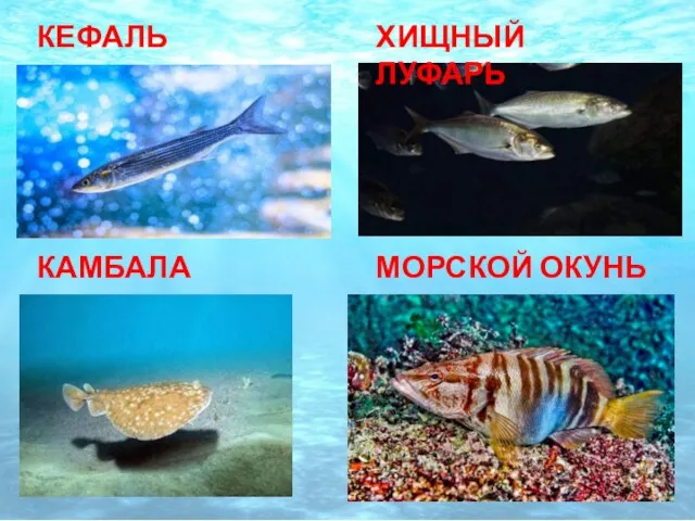 КЕФАЛЬ ХИЩНЫЙ ЛУФАРЬ КАМБАЛА МОРСКОЙ ОКУНЬ