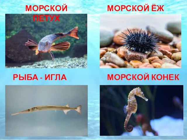 МОРСКОЙ ЁЖ МОРСКОЙ ПЕТУХ МОРСКОЙ КОНЕК РЫБА - ИГЛА