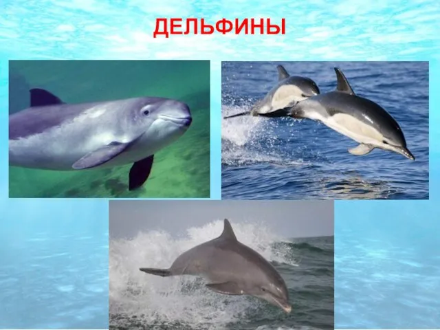 ДЕЛЬФИНЫ