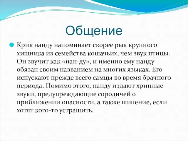 Общение Крик нанду напоминает скорее рык крупного хищника из семейства кошачьих, чем