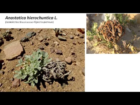 Anastatica hierochuntica L. (семейство Brassicaceae=Крестоцветные)