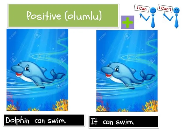 Positive (olumlu) Dolphin can swim. It can swim.