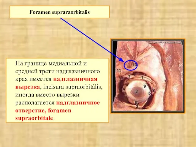 Foramen supraraorbitalis На границе медиальной и средней трети надглазничного края имеется надглазничная