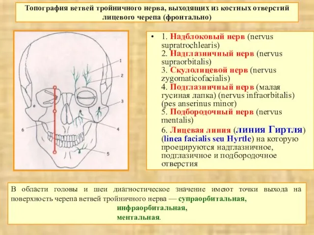 Топография ветвей тройничного нерва, выходящих из костных отверстий лицевого черепа (фронтально) 1.