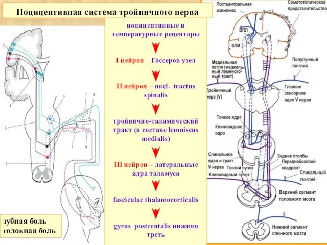 Ноцицептивная система тройничного нерва ноцицептивные и температурные рецепторы I нейрон – Гассеров