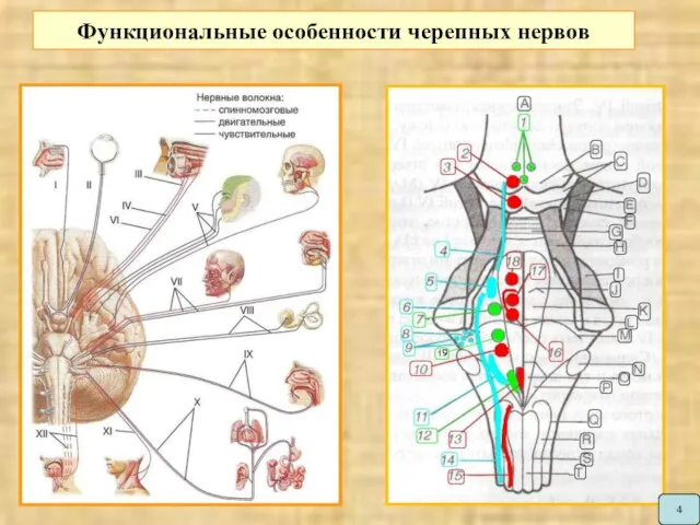 Функциональные особенности черепных нервов 4