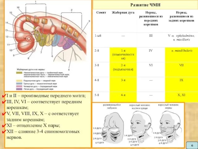 Развитие ЧМН I и II – производные переднего мозга; III, IV, VI
