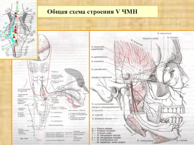 Общая схема строения V ЧМН