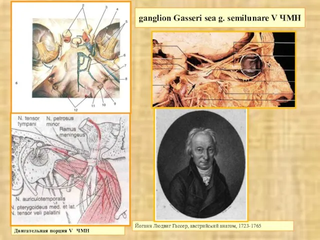 ganglion Gasseri sea g. semilunare V ЧМН Йоганн Людвиг Гассер, австрийский анатом,