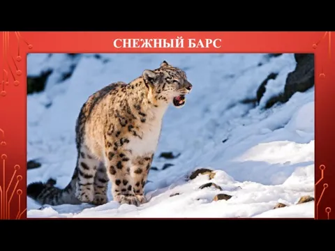 СНЕЖНЫЙ БАРС