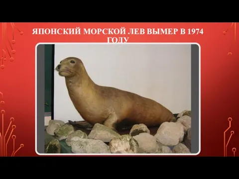 ЯПОНСКИЙ МОРСКОЙ ЛЕВ ВЫМЕР В 1974 ГОДУ
