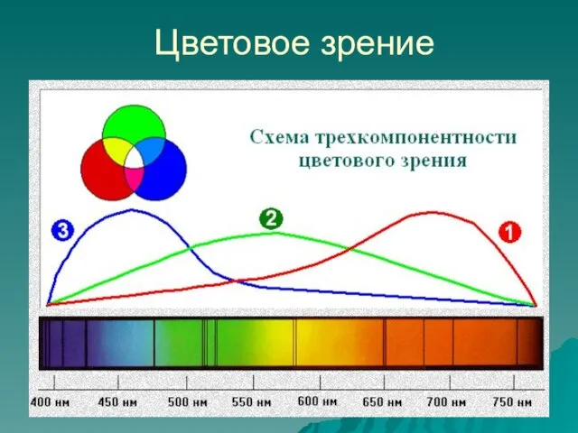 Цветовое зрение