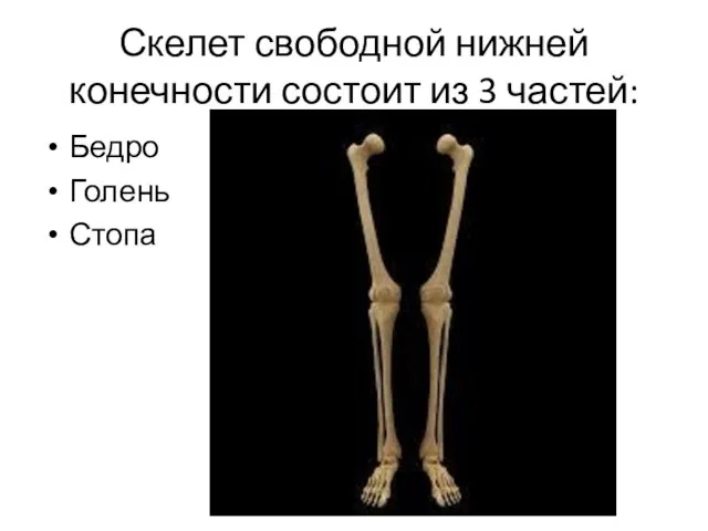 Скелет свободной нижней конечности состоит из 3 частей: Бедро Голень Стопа