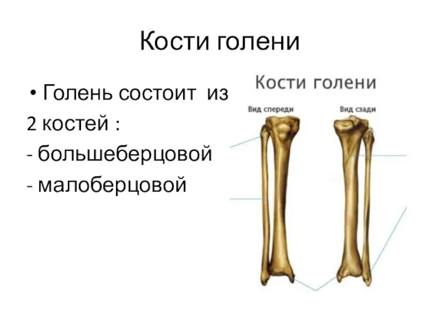 Кости голени Голень состоит из 2 костей : - большеберцовой - малоберцовой