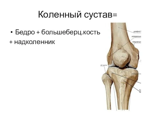 Коленный сустав= Бедро + большеберц.кость + надколенник