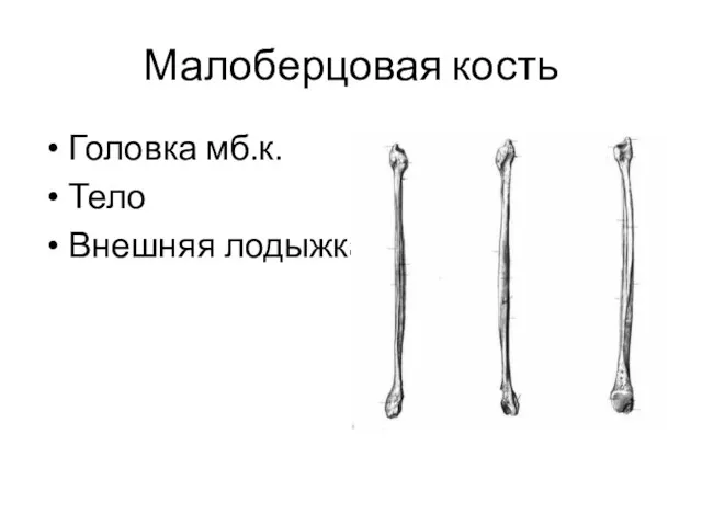 Малоберцовая кость Головка мб.к. Тело Внешняя лодыжка