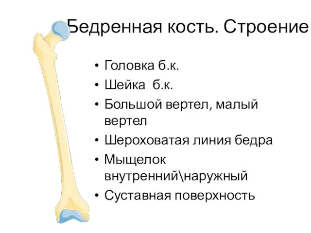 Бедренная кость. Строение Головка б.к. Шейка б.к. Большой вертел, малый вертел Шероховатая