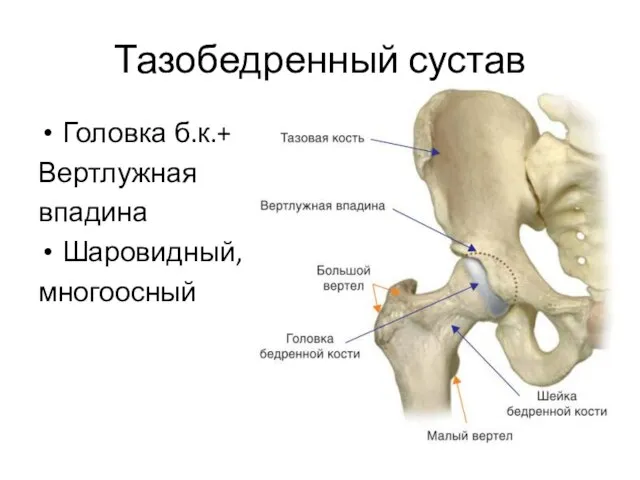 Тазобедренный сустав Головка б.к.+ Вертлужная впадина Шаровидный, многоосный