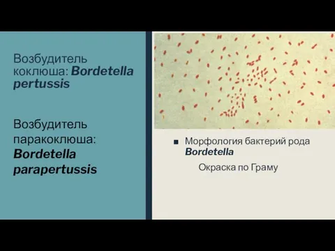 Возбудитель коклюша: Bordetella pertussis Морфология бактерий рода Bordetella Окраска по Граму Возбудитель паракоклюша: Bordetella parapertussis