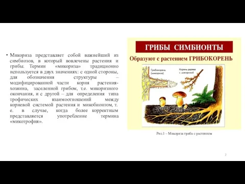 Рис.1 – Микориза гриба с растением Микориза представляет собой важнейший из симбиозов,