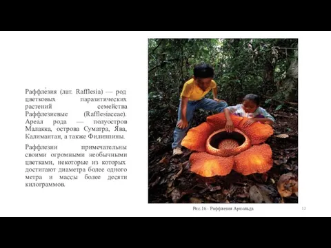 Рис.16 - Раффлезия Арнольда Раффле́зия (лат. Rafflesia) — род цветковых паразитических растений