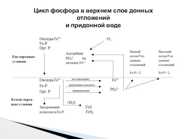 Цикл фосфора в верхнем слое донных отложений и придонной воде