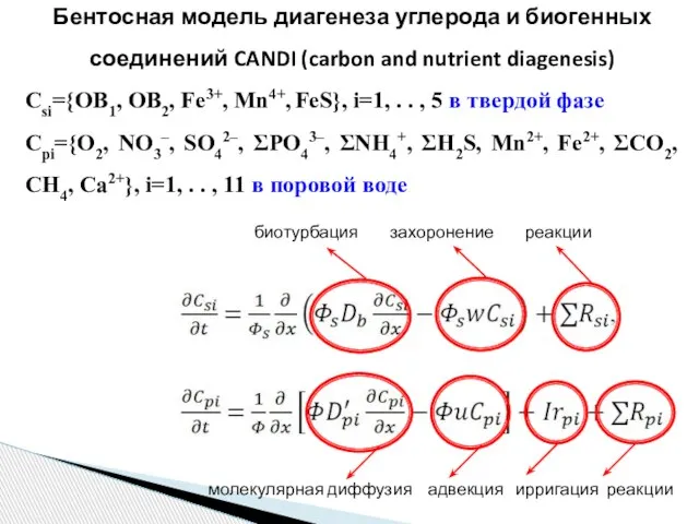 биотурбация захоронение реакции молекулярная диффузия адвекция ирригация реакции Бентосная модель диагенеза углерода