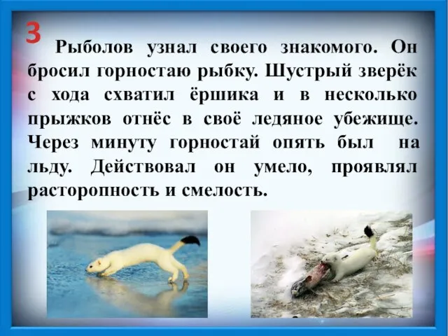 3 Рыболов узнал своего знакомого. Он бросил горностаю рыбку. Шустрый зверёк с