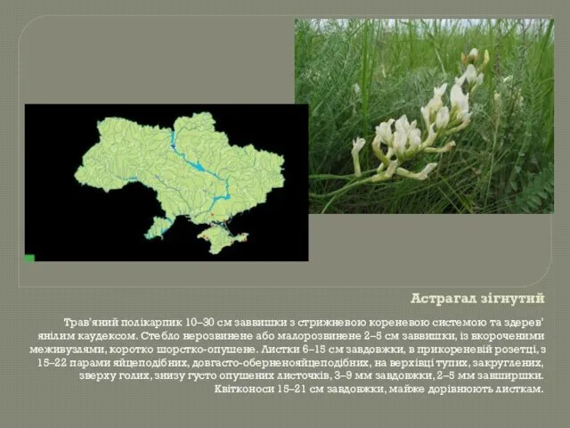 Астрагал зігнутий Трав’яний полікарпик 10–30 см заввишки з стрижневою кореневою системою та