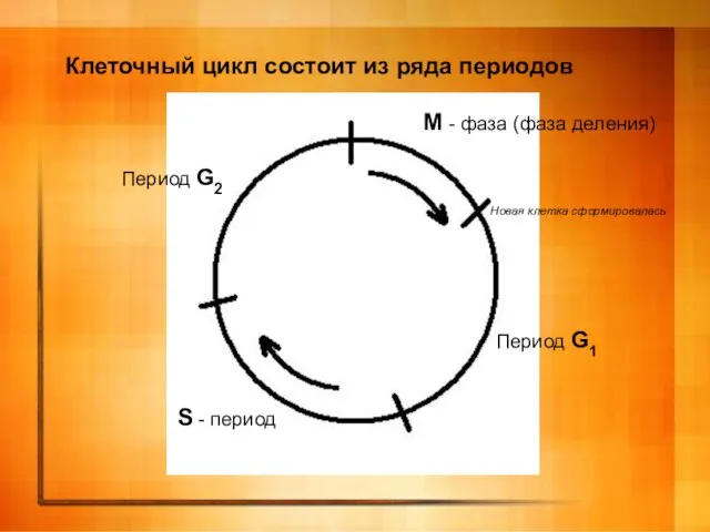 Клеточный цикл состоит из ряда периодов М - фаза (фаза деления) Период