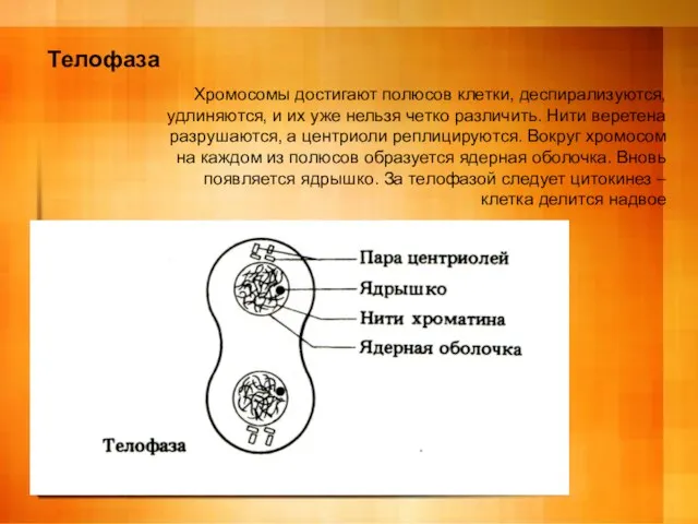 Телофаза Хромосомы достигают полюсов клетки, деспирализуются, удлиняются, и их уже нельзя четко