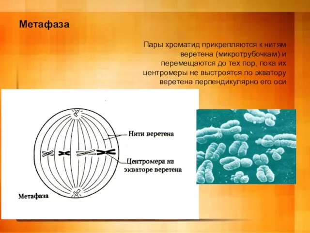 Метафаза Пары хроматид прикрепляются к нитям веретена (микротрубочкам) и перемещаются до тех