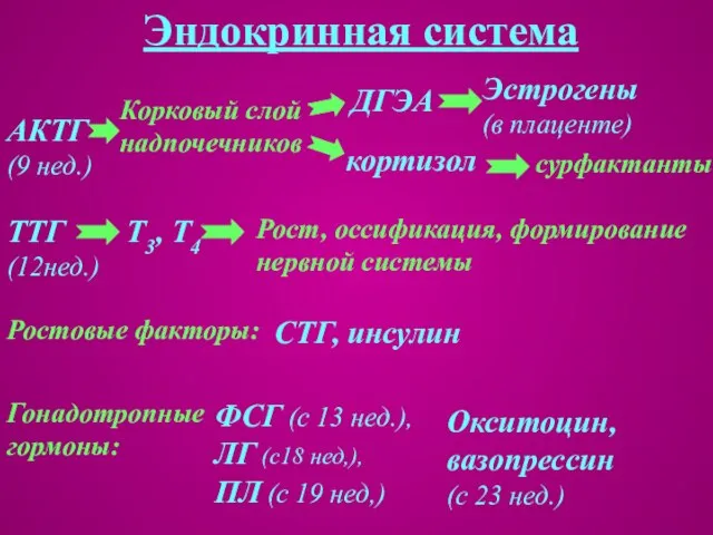 Эндокринная система Окситоцин, вазопрессин (с 23 нед.)