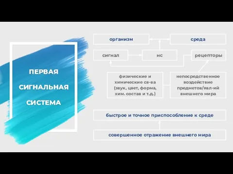 ПЕРВАЯ СИГНАЛЬНАЯ СИСТЕМА непосредственное воздействие предметов/явл-ий внешнего мира рецепторы организм среда сигнал