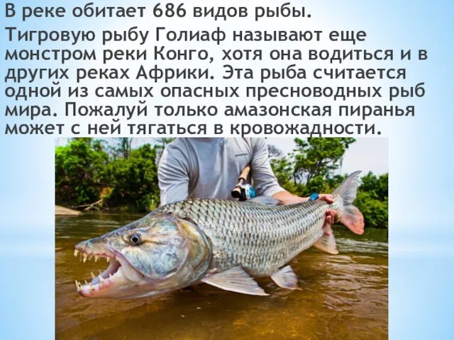 В реке обитает 686 видов рыбы. Тигровую рыбу Голиаф называют еще монстром