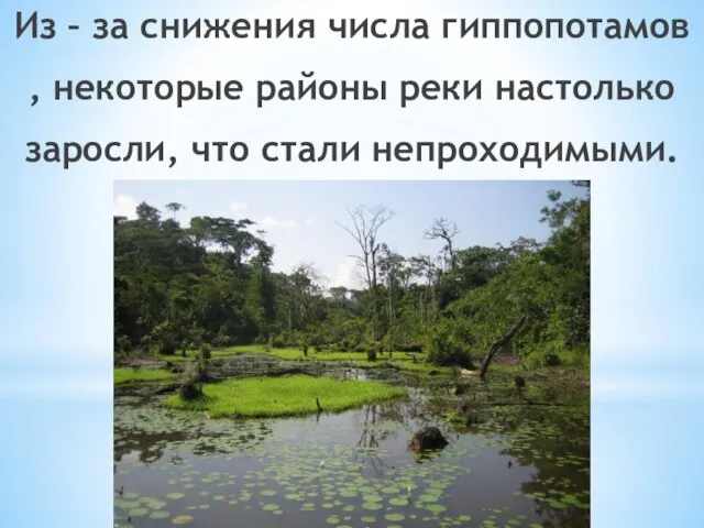 Из – за снижения числа гиппопотамов , некоторые районы реки настолько заросли, что стали непроходимыми.