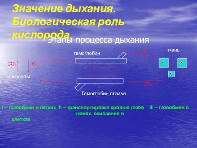 Этапы процесса дыхания Значение дыхания. Биологическая роль кислорода. О2 СО2 альвеолы О2