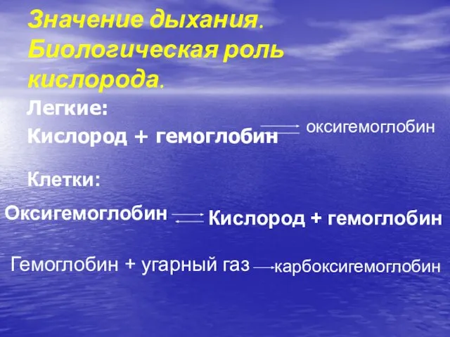 Легкие: Кислород + гемоглобин Значение дыхания. Биологическая роль кислорода. оксигемоглобин Клетки: Оксигемоглобин