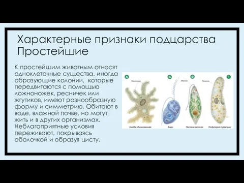 К простейшим животным относят одноклеточные существа, иногда образующие колонии, которые передвигаются с