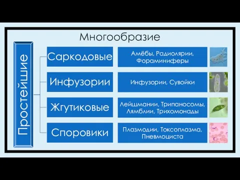 Многообразие Лейшмании, Трипаносомы, Лямблии, Трихомонады Плазмодии, Токсоплазма, Пневмоциста Инфузории, Сувойки Амёбы, Радиолярии, Фораминиферы