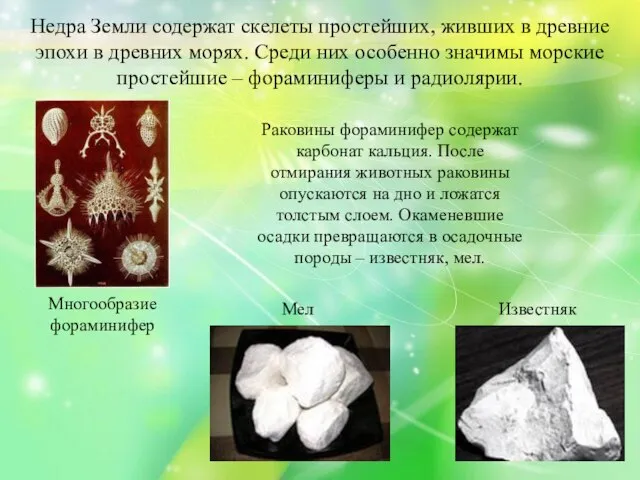 Недра Земли содержат скелеты простейших, живших в древние эпохи в древних морях.