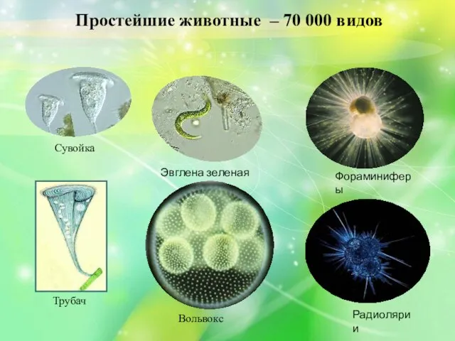 Простейшие животные – 70 000 видов Эвглена зеленая Вольвокс Трубач Фораминиферы Радиолярии