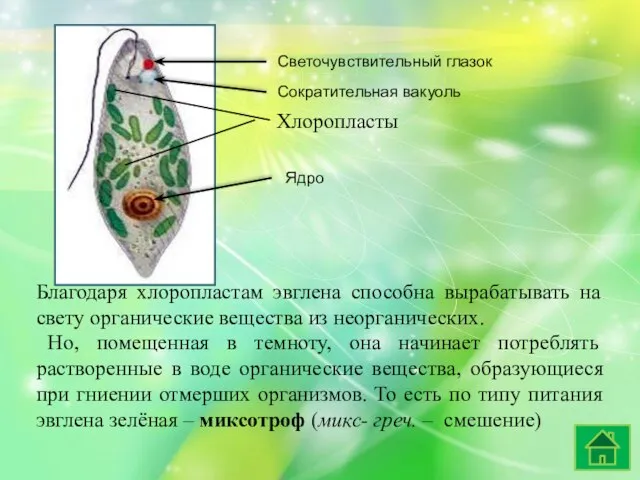 Благодаря хлоропластам эвглена способна вырабатывать на свету органические вещества из неорганических. Но,