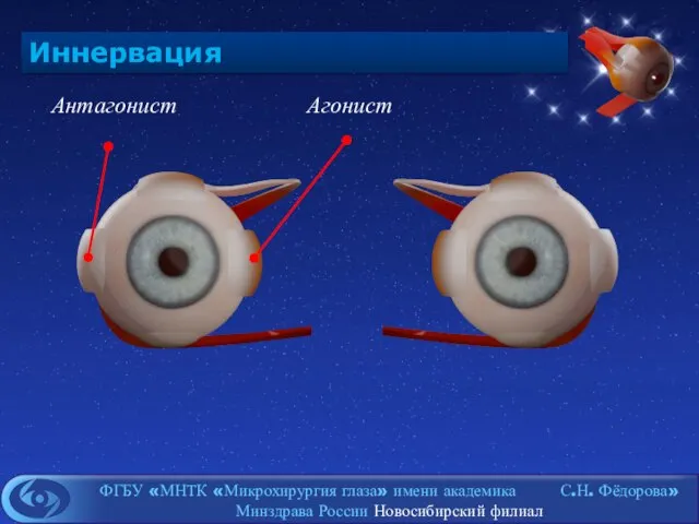 Иннервация Агонист Антагонист