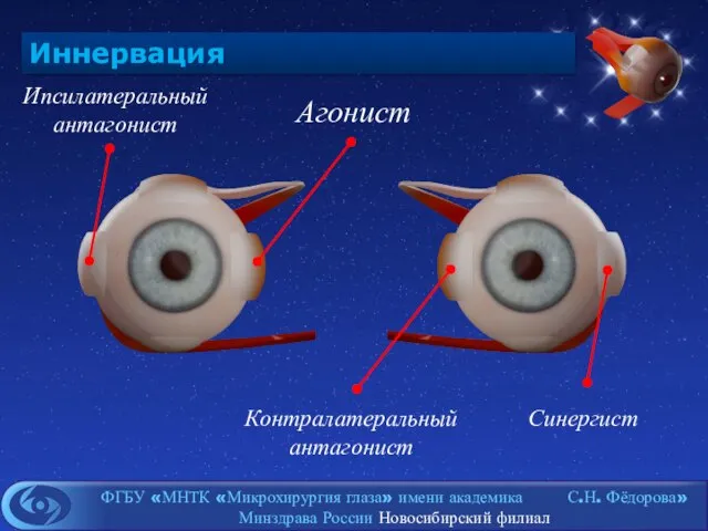 Иннервация Агонист Ипсилатеральныйантагонист Контралатеральный антагонист Синергист