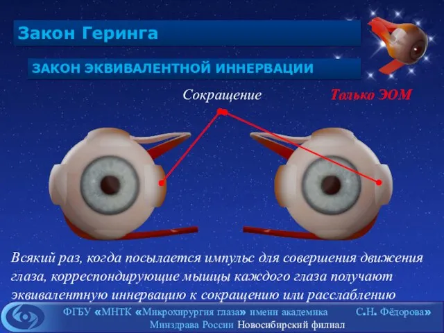 Закон Геринга ЗАКОН ЭКВИВАЛЕНТНОЙ ИННЕРВАЦИИ Сокращение Всякий раз, когда посылается импульс для